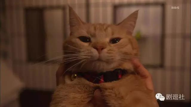 《废柴》大结局，然而我并不想睡主任，暖男精有毒，慎用！