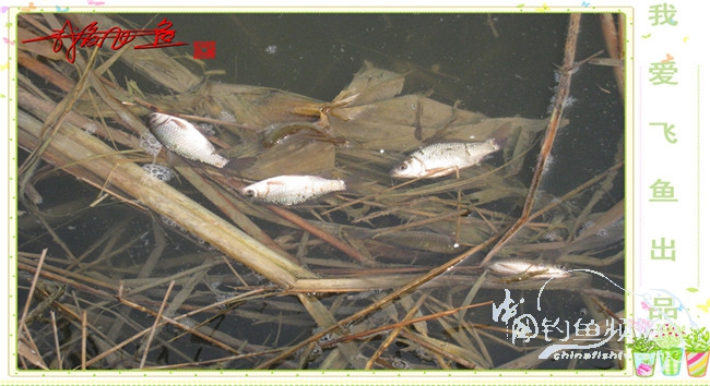 2016之我爱飞鱼觅得好钓点