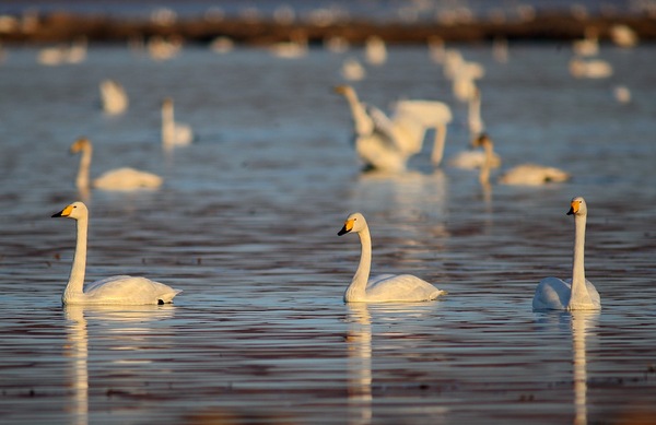白石水库看天鹅最佳位置导航,白石水库看天鹅2020