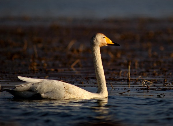 白石水库看天鹅最佳位置导航,白石水库看天鹅2020