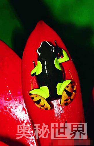 世界上最毒的十种动物排名,世界上的十大毒王