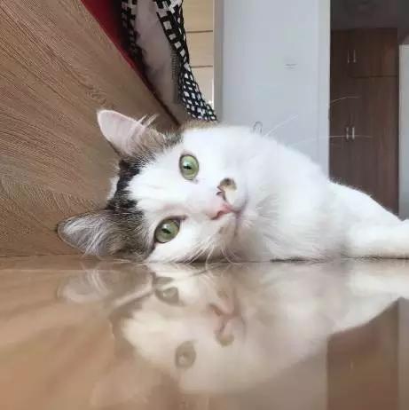 上海市领养流浪动物的地方在哪里,上海市领养小猫的地方