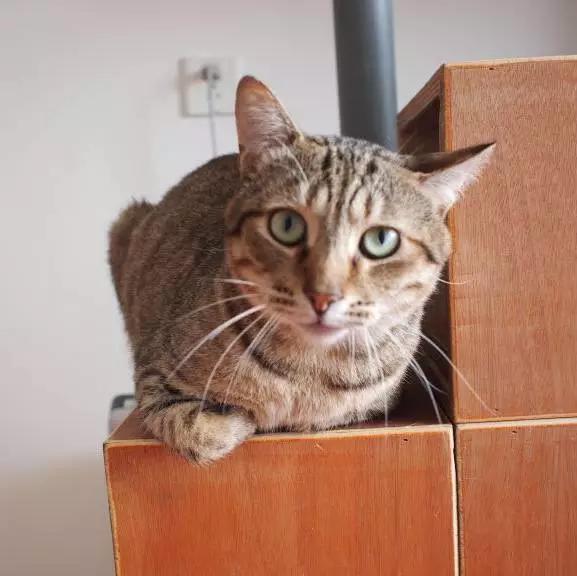 上海市领养流浪动物的地方在哪里,上海市领养小猫的地方