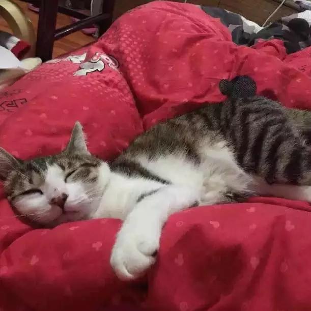 上海市领养流浪动物的地方在哪里,上海市领养小猫的地方