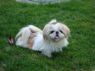 狗狗最开始感染犬瘟热是什么症状,狗狗犬瘟热什么症状要怎么治疗