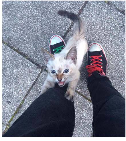 男子路过公园被流浪猫一见钟情,万万没想到,散步都能捡个主子