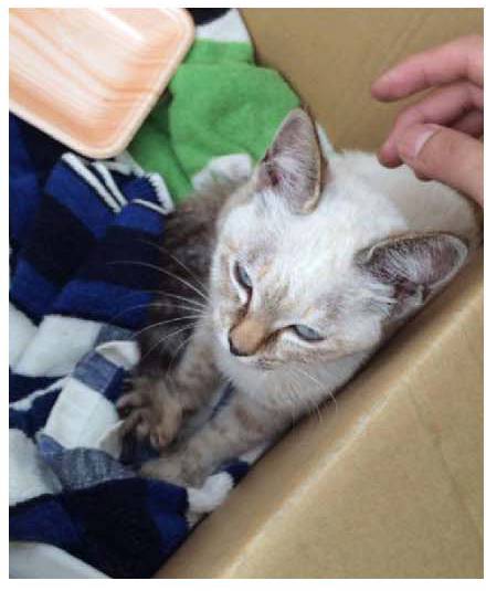 男子路过公园被流浪猫一见钟情,万万没想到,散步都能捡个主子