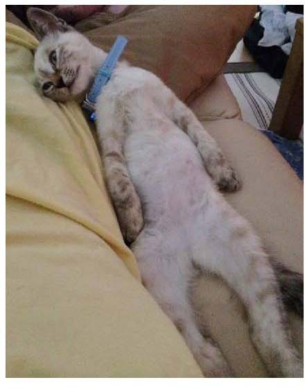 男子路过公园被流浪猫一见钟情,万万没想到,散步都能捡个主子