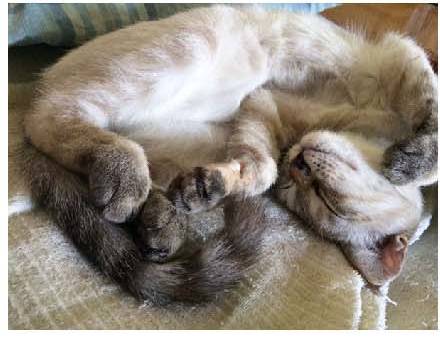 男子路过公园被流浪猫一见钟情,万万没想到,散步都能捡个主子