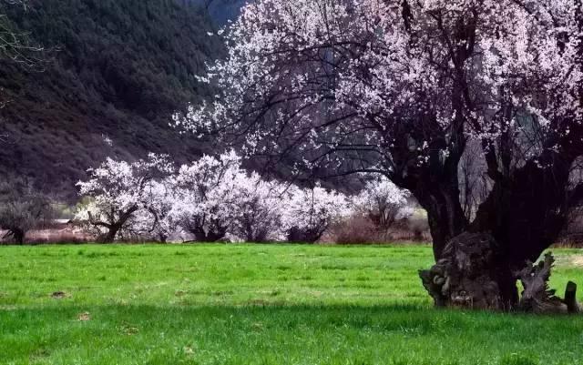 西藏林芝行一路风景如画,林芝最美小镇