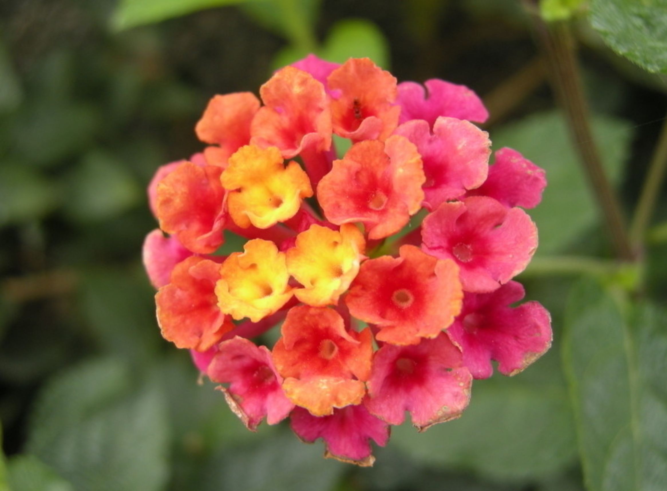 室内养殖蕨类植物有危害吗,什么植物放在室内可以净化空气