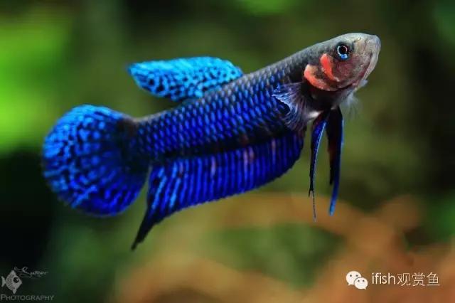 鱼超可爱卡通,鱼可爱卡通画