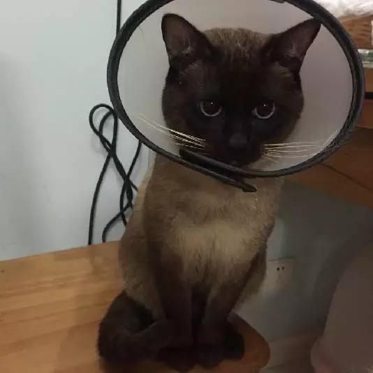 上海猫咪领养虹口,喵小汪宠物领养