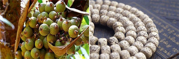 菩提子是菩提树的果实,正宗菩提树菩提子原籽