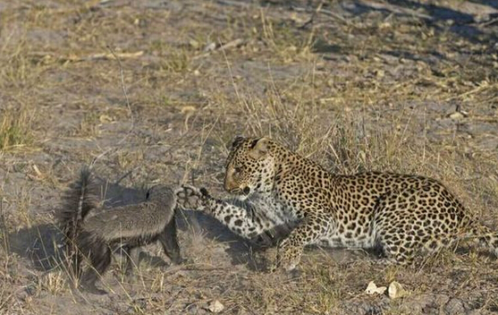 蜜獾单挑三只花豹,平头哥蜜獾大战三头花豹