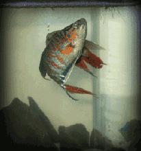 逆天了!武汉这家公司直播逛街也赚钱,两年身价达百亿