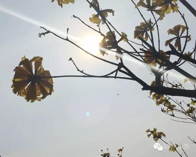 黄花风铃木娇艳,钦州灵山黄花风铃木