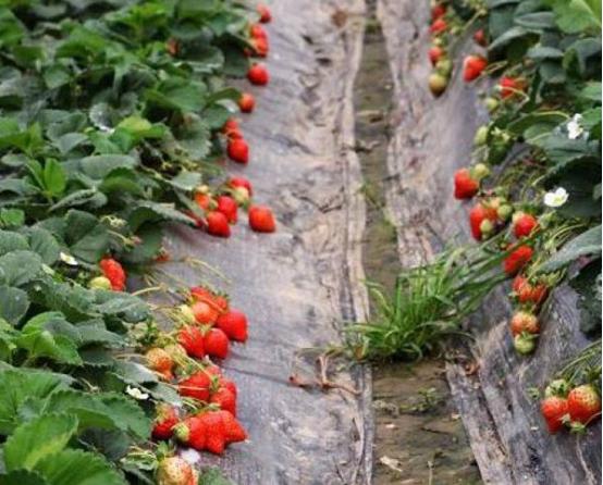 2月份有什么农作物用农膜,农膜对农作物的影响