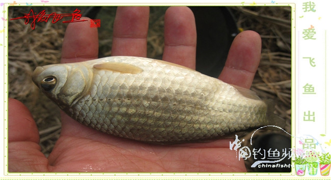 2016之我爱飞鱼觅得好钓点