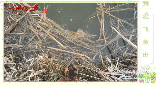 2016之我爱飞鱼觅得好钓点