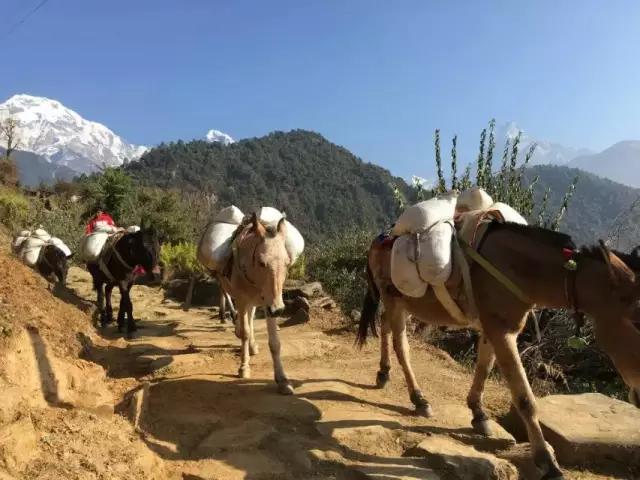 尼泊尔漫游日记(Day2),记录一个真实隐秘的山南朝朝圣地