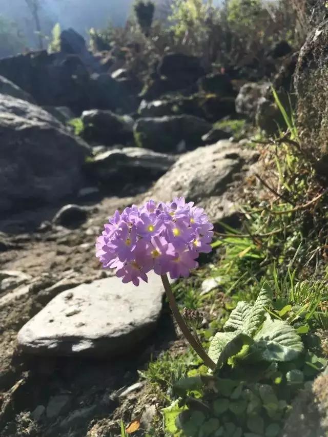 尼泊尔漫游日记(Day2),记录一个真实隐秘的山南朝朝圣地