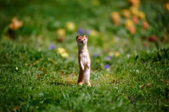 奚志农带队－10天9晚不丹之旅，4月24日出发