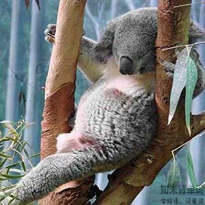 世界睡眠日您睡得还好吗,世界睡眠日揭秘聪明的人都睡得少