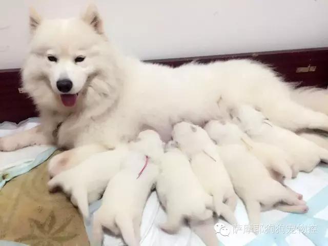 萨摩耶的妈妈生了,萨摩妈妈生养狗宝宝