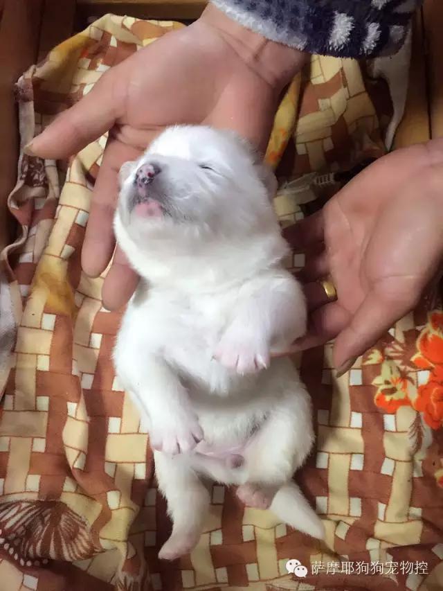 萨摩耶的妈妈生了,萨摩妈妈生养狗宝宝