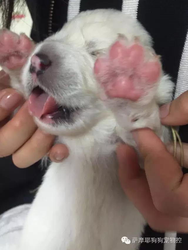 萨摩耶的妈妈生了,萨摩妈妈生养狗宝宝