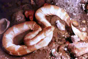 世界上最毒的十种动物排名,世界上的十大毒王