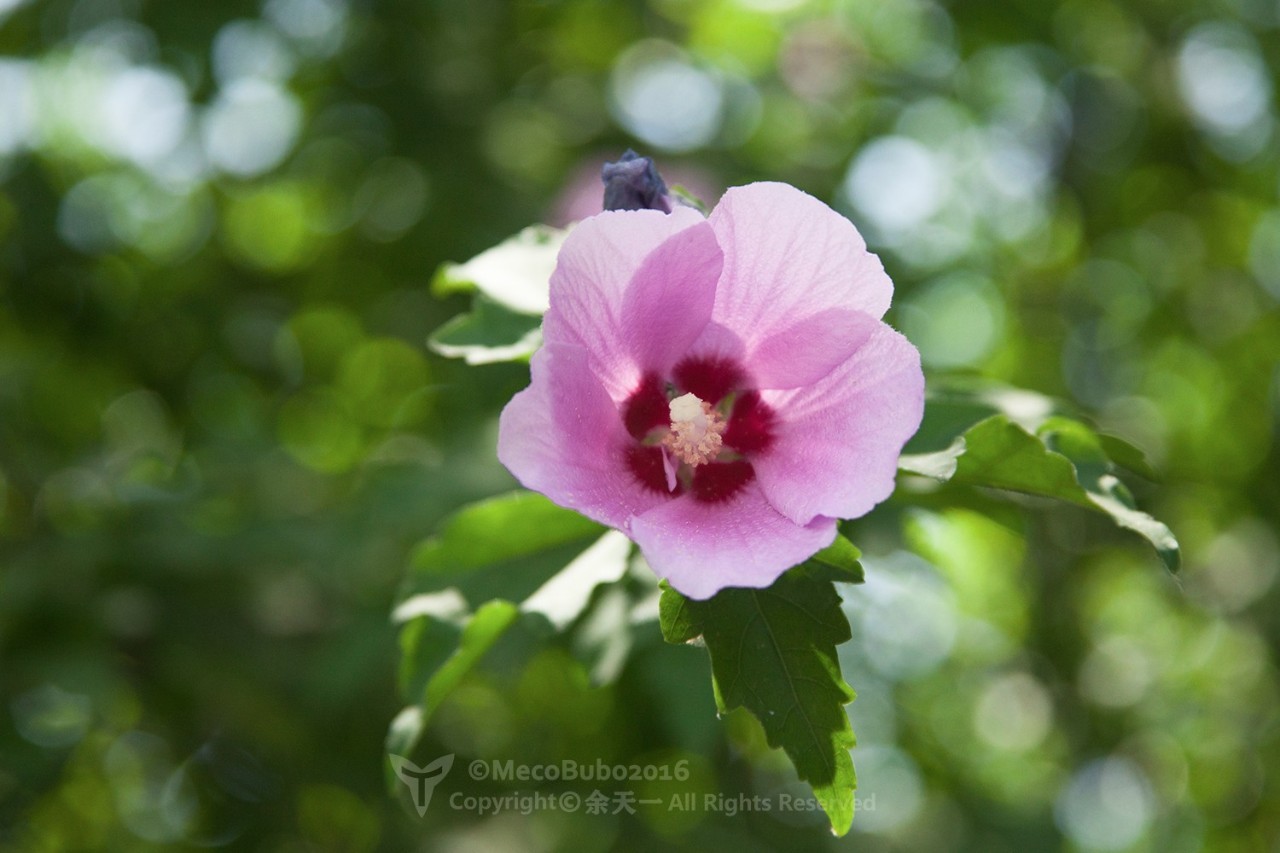 最菜的木槿,木槿好种吗