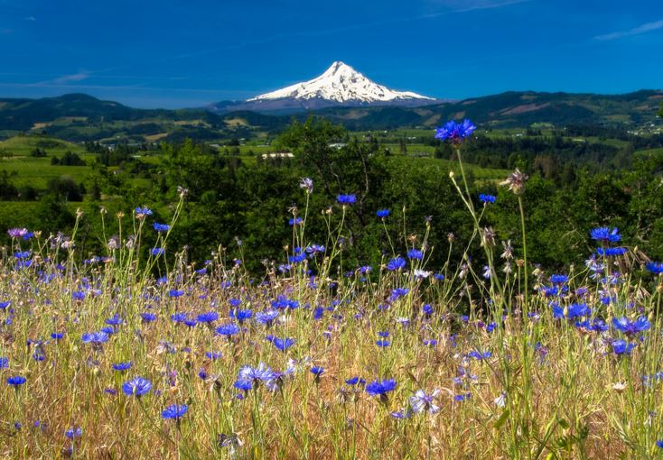 因为爱你所以等你,因为爱你我愿赌服输