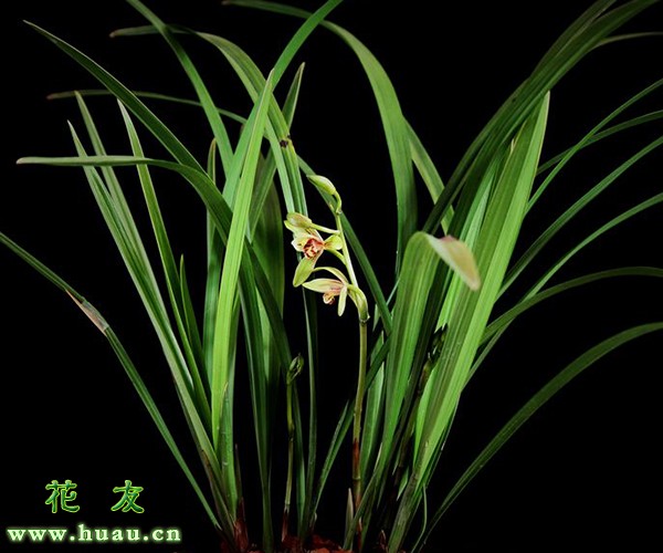 建兰蕙兰春兰鉴别,建兰兰花品种大全图片