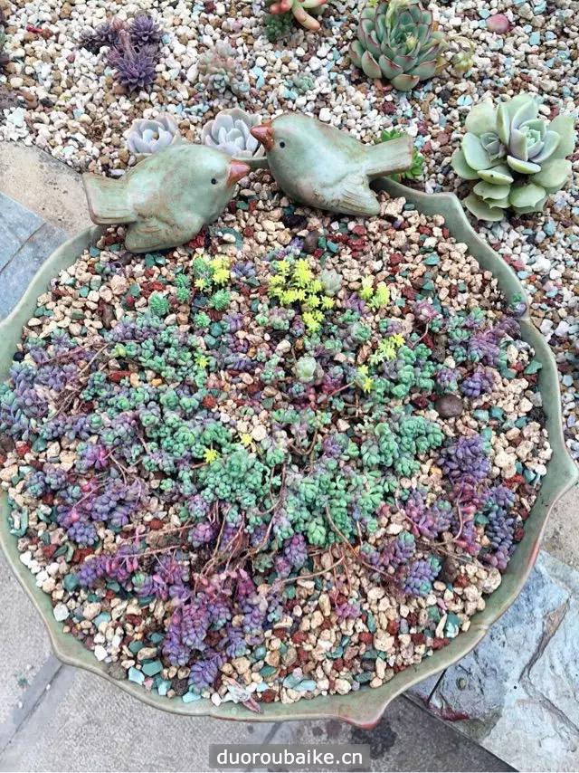 姬星美人爆盆技巧,姬星美人换盆视频