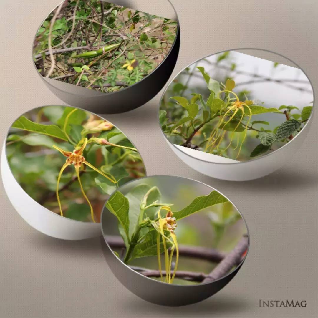 羊角拗有什么毒,羊角拗有多毒