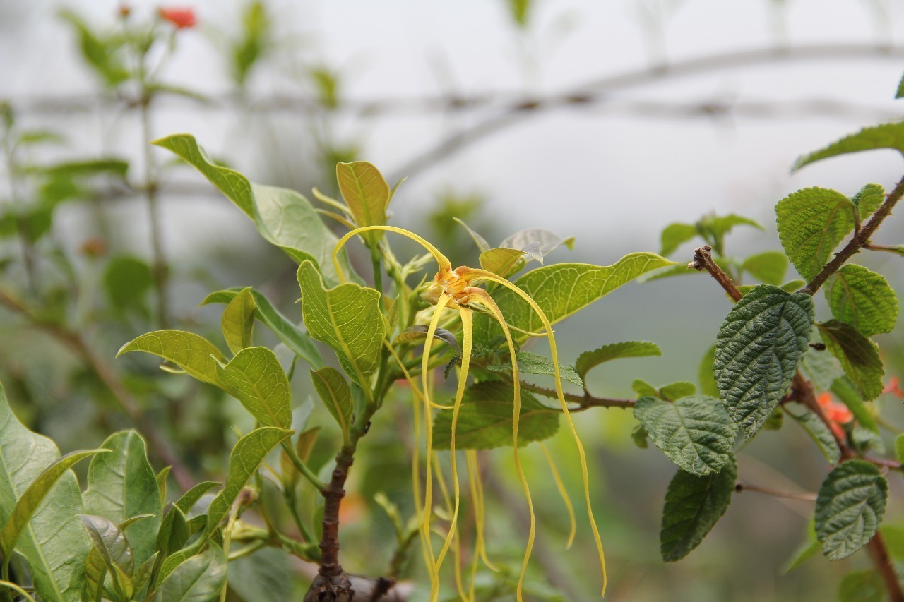羊角拗有什么毒,羊角拗有多毒