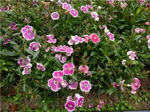 oppor9自拍测试,oppor9性能