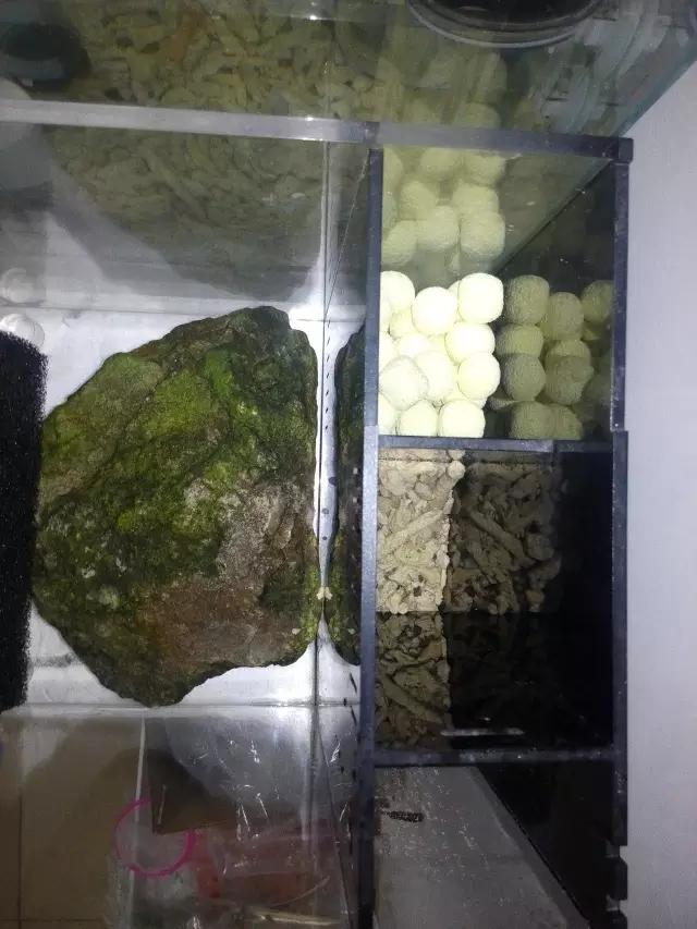 开缸的日记,开缸日记小鱼缸