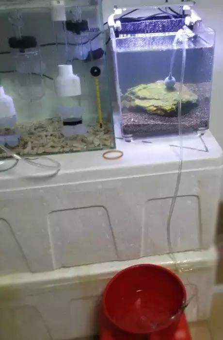 开缸的日记,开缸日记小鱼缸