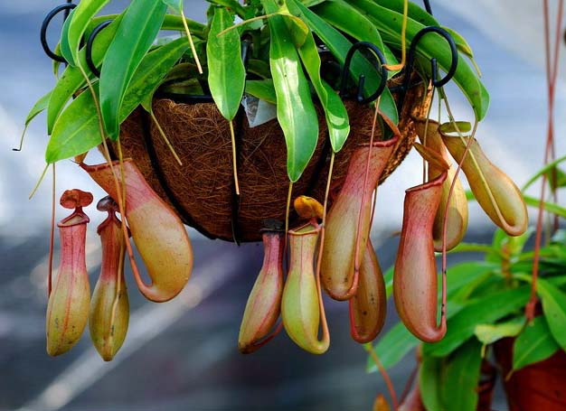 夏日防蚊虫植物,夏天快来了防蚊通风