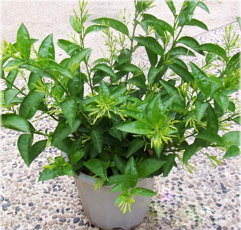 夏日防蚊虫植物,夏天快来了防蚊通风