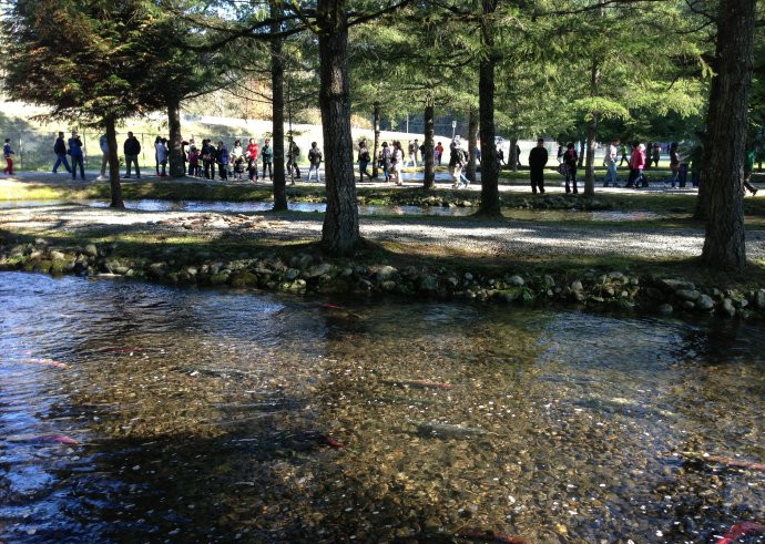 逆流而上,加拿大威化溪三文鱼洄游之旅