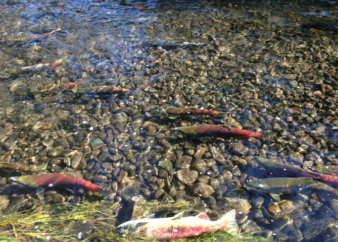 逆流而上,加拿大威化溪三文鱼洄游之旅