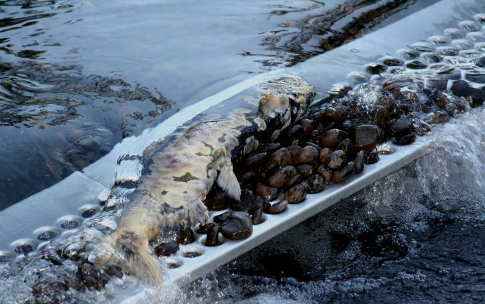 逆流而上,加拿大威化溪三文鱼洄游之旅