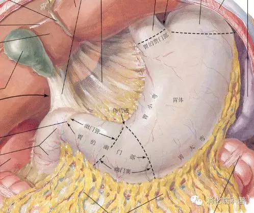 饭后运动会导致胃疼吗,饭后立即运动会导致胃下垂吗