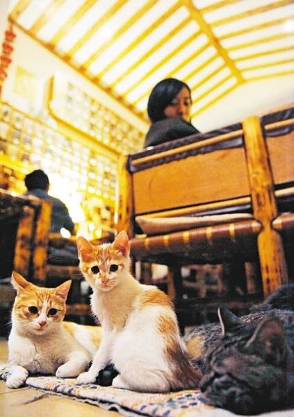 西安还有这么一个地方可以让你被猫咪围绕，享受当铲屎官的感觉