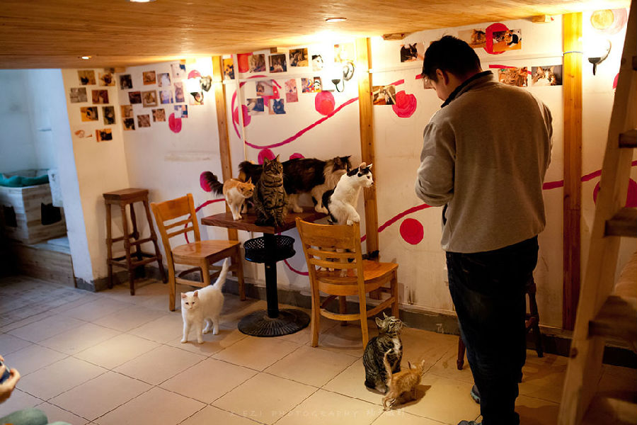 西安还有这么一个地方可以让你被猫咪围绕，享受当铲屎官的感觉