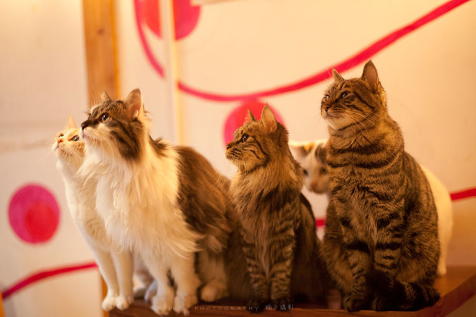 西安还有这么一个地方可以让你被猫咪围绕，享受当铲屎官的感觉